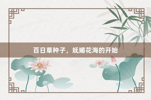 百日草种子，妩媚花海的开始
